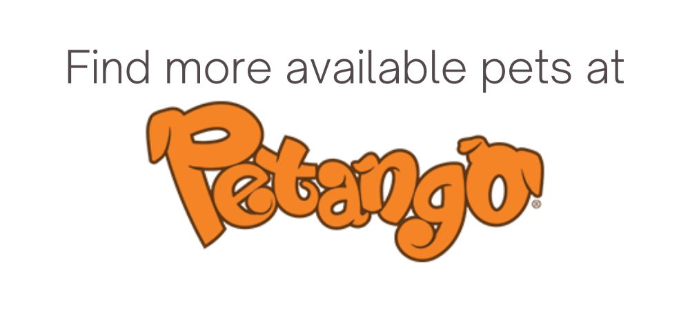 petango homepage